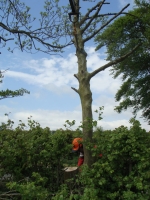 2008 06 -Tree pics (5)